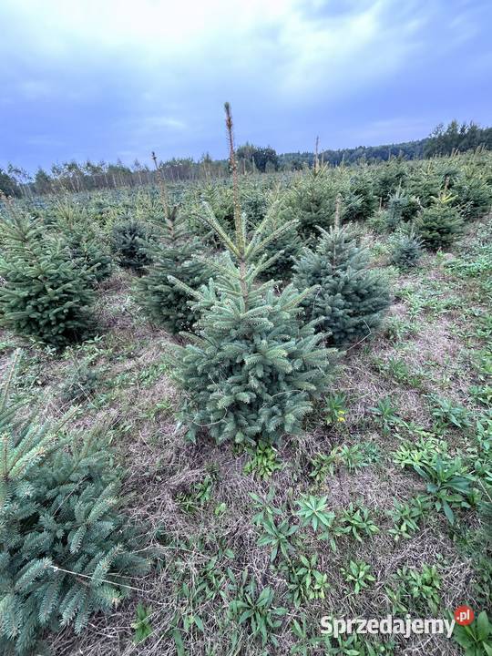 Świerk srebrny choinki donica podkarpackie