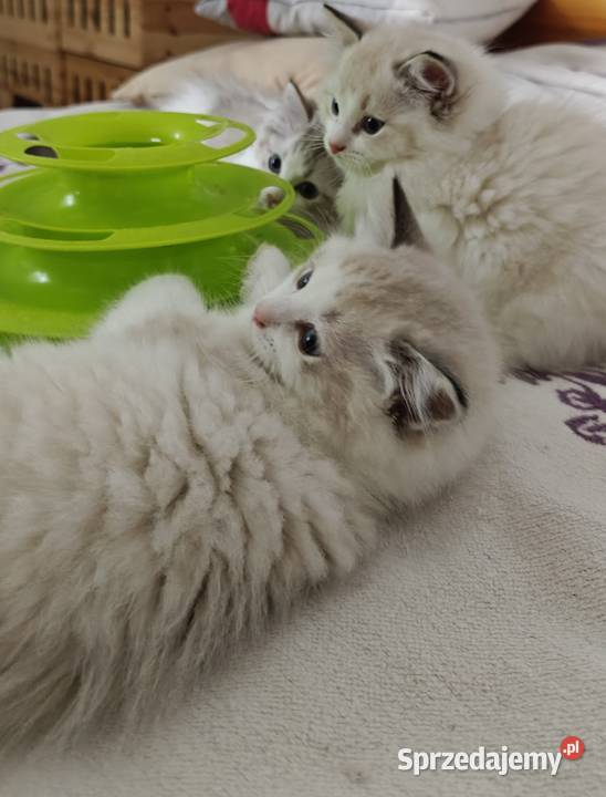 Cudowne kociaki Ragdoll FPL prawdziwy rodowód sprzedam