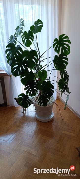 Piękny kwiat Monstera Kompozycje kwiatowe Radomsko