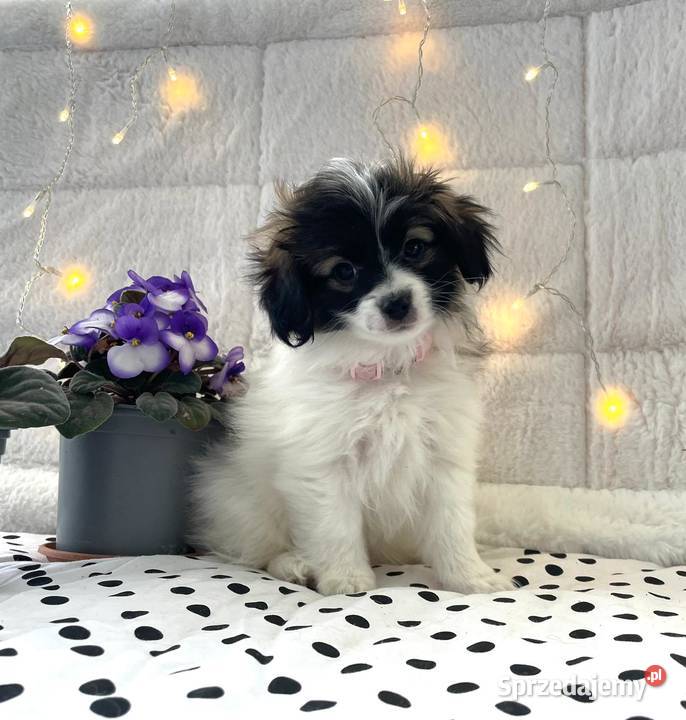 spaniel kontynentalny miniaturowy phalene nie Rudzica sprzedam