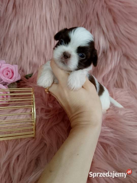 Biało czekoladowa suczka rasy ShihTzu Kępno