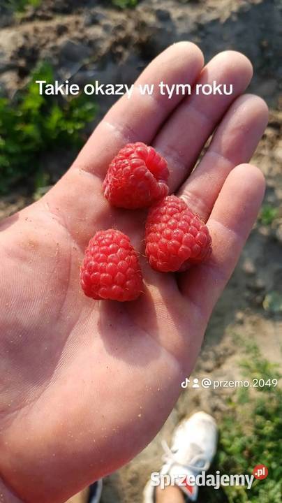 Sadzonki maliny Sugana Pozostałe Zamość