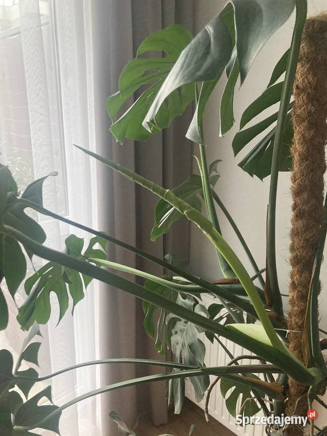 Monstera Rzeszów