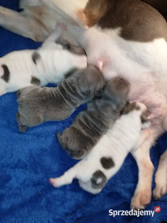 buldog francuski niebieskie i białoniebieskie Borzęcin