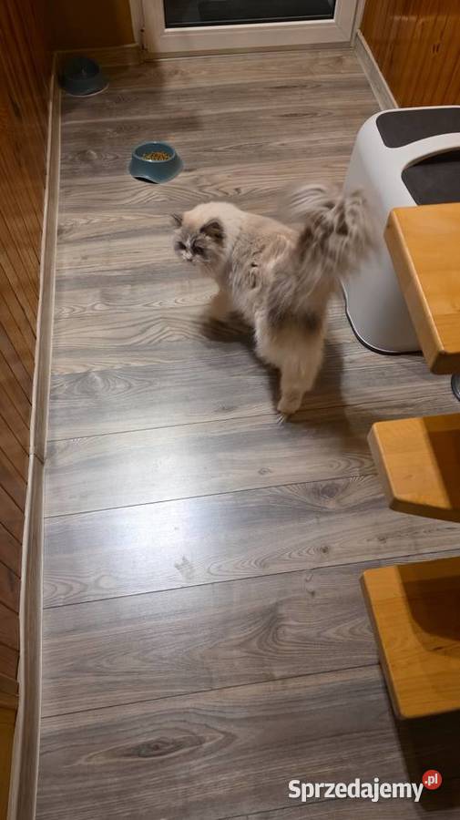 Koteczka Ragdoll