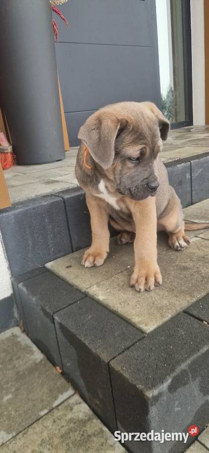 Cane Corso pieski rodowodowe płowe Bychawa