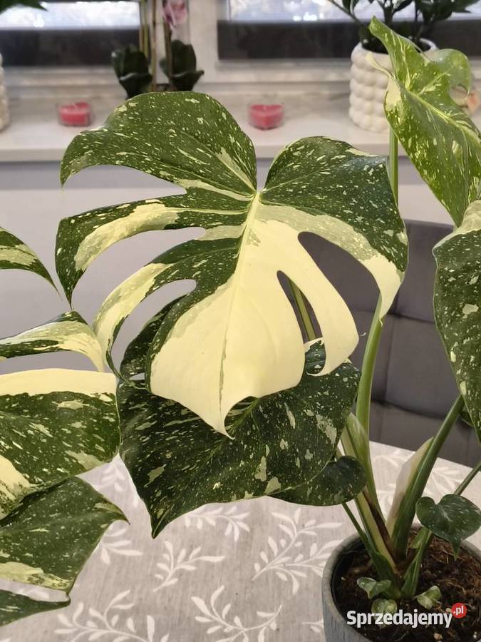 Monstera Variegata piękne 60 sprzedam