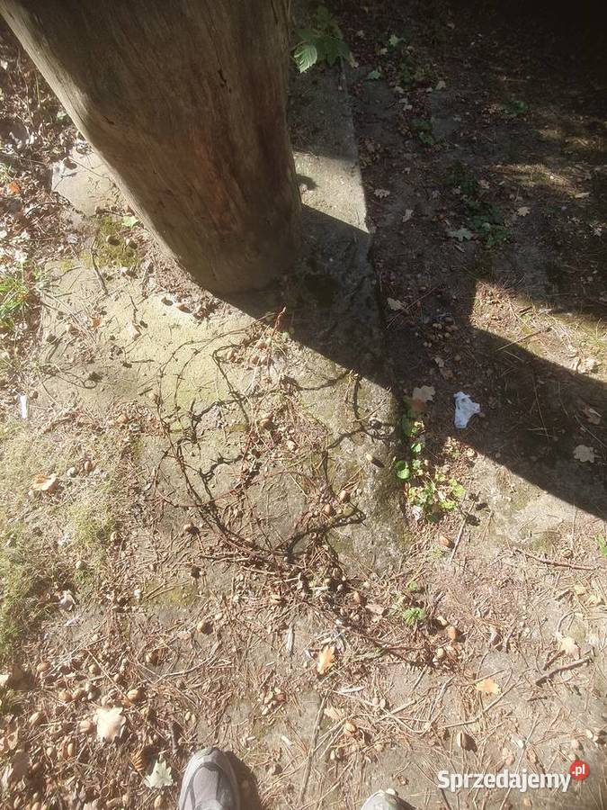 Drut kolczasty na stare ogrodzenie Warszawa