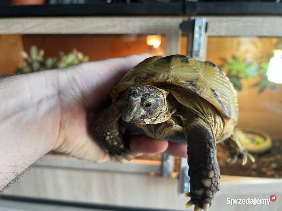 Żółw stepowy z certyfikatem i terrarium Bydgoszcz