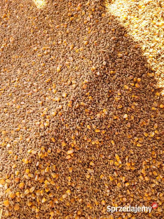 Karma pasza śruta kur 18 tygodnia