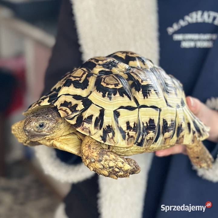 Żółw lamparci samica stigmochelys pardalis Giżycko