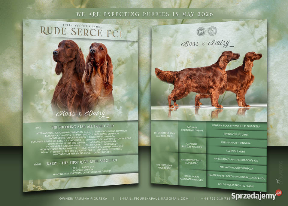 Seter Irlandzki FCI Częstochowa