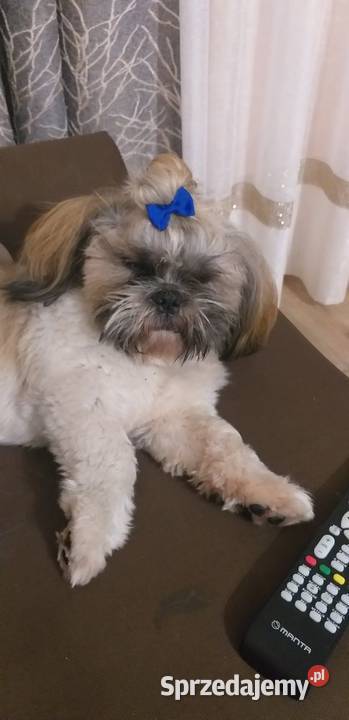 Szczeniaki shih tzu z rodowodem