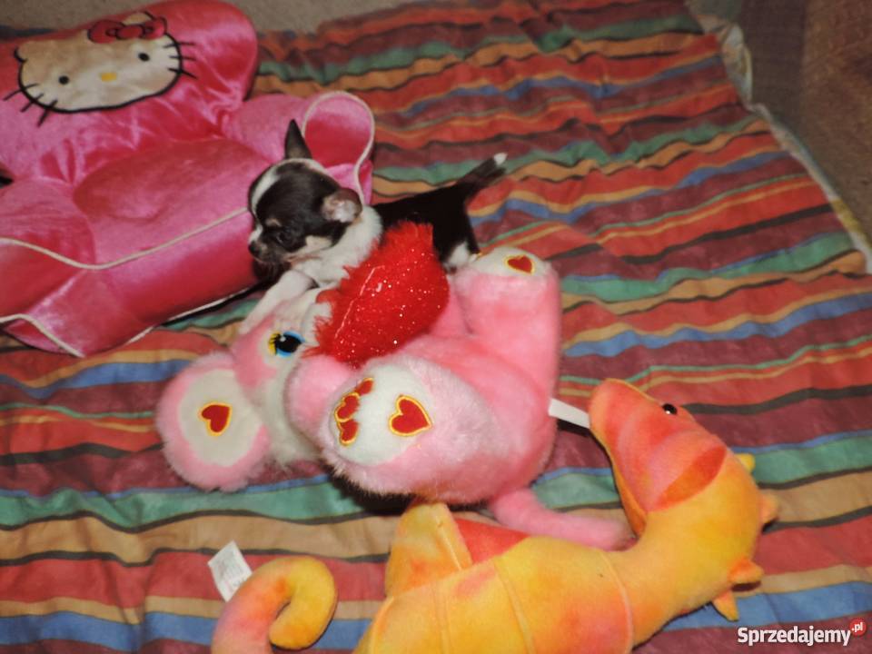 Chihuahua Exclusiv XXS piękne słodziaki sprzedam