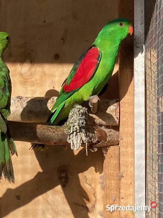 Papugi aleksandretty obroźne obrożne aleksy Szaflary