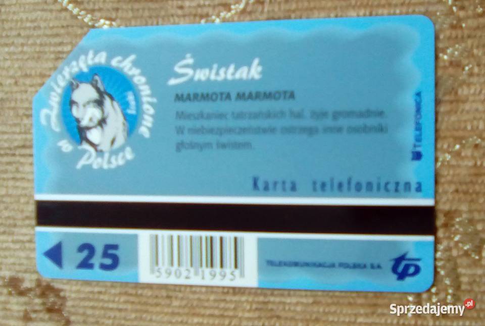 ŚWISTAK MIESZKANIEC TATRZAŃSKICH HAL Piszczac sprzedam