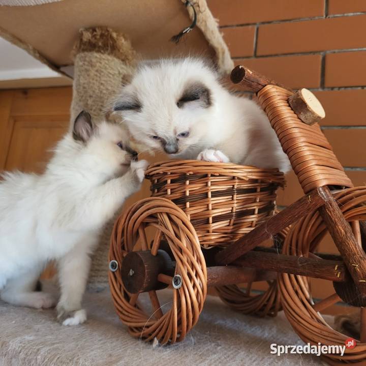 Ragdoll Ragdolle Ragdollowo Piorunówek