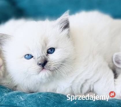 Kocurek ragdoll wielkopolskie Kalisz