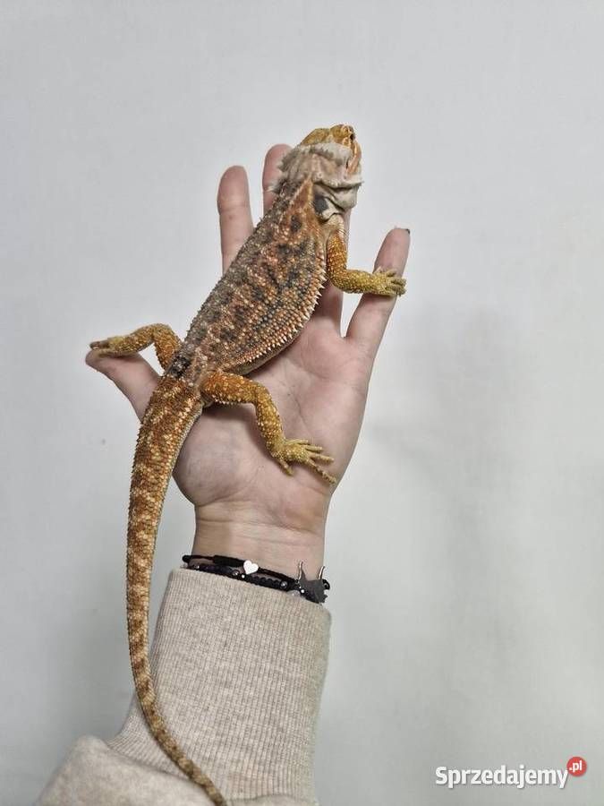 Agama Brodata rożne odmiany barwne w roznym Gady i płazy Oława