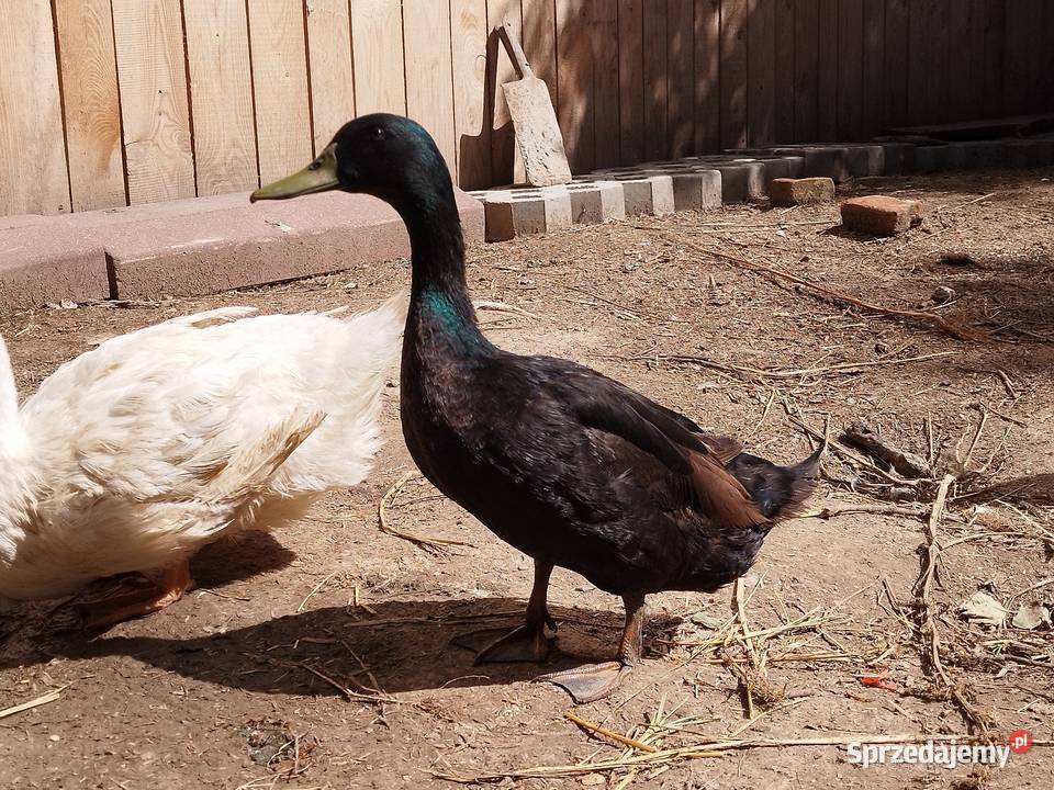 Sprzedam kaczkę kaczora Marysin