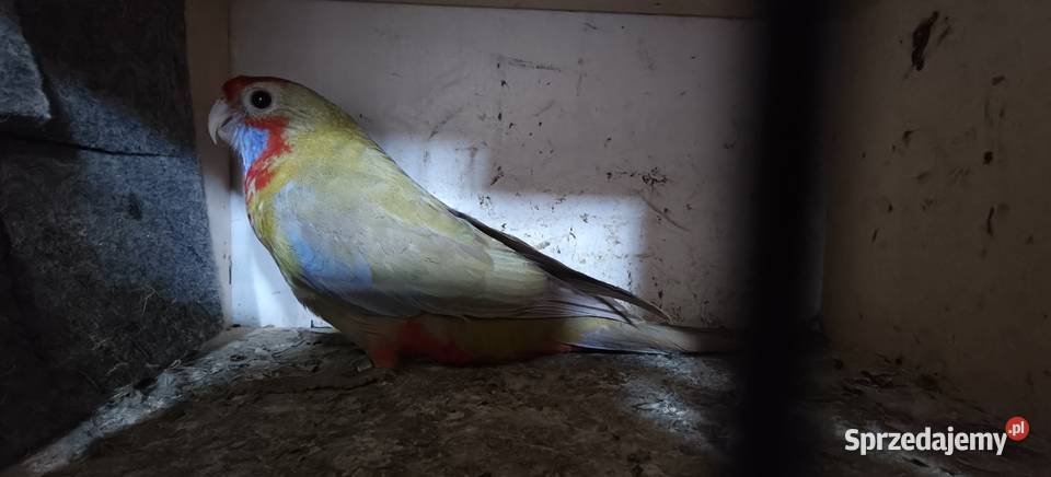 Papugi rozelle królewskie Ptaki Bochnia