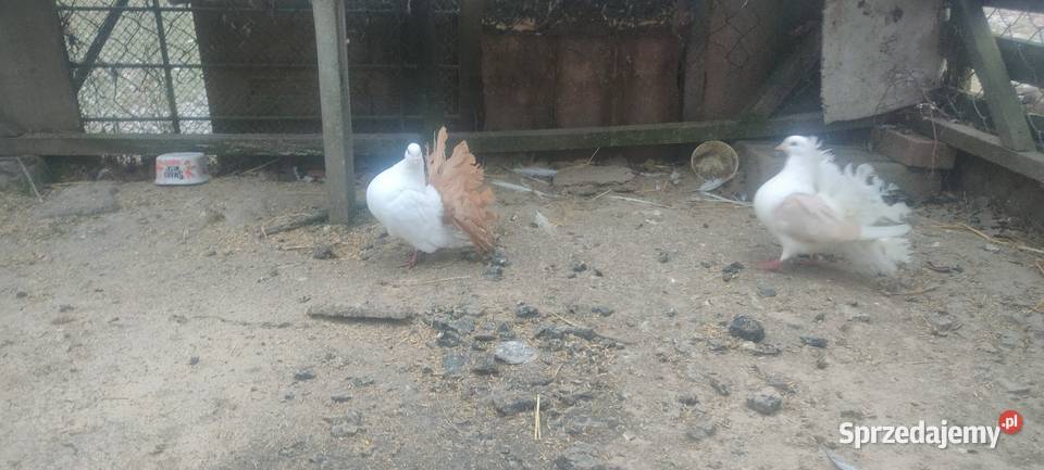 Pawiki samce Tokarówka