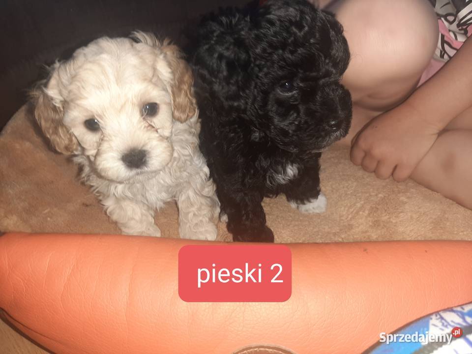 Bisspoo FRISPOO Maltipoo Zamość sprzedam