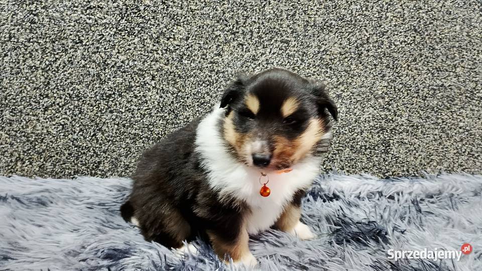 ZKwP FCI Owczarek Szkocki Collie sprzedam