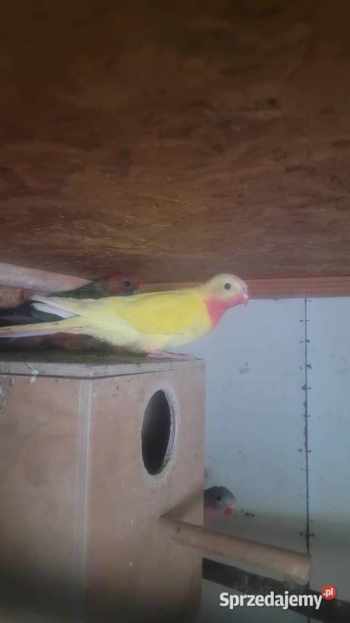 Księzniczki walii lutino Zwierzęta Wieliczka