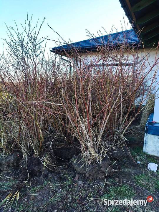 Mega Duże sadzonki Borówki amerykańskiej podkarpackie Grzegorzówka sprzedam