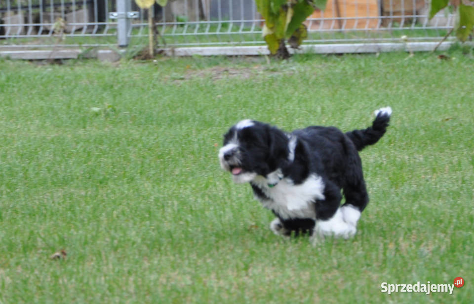 Terier Tybetański szczenięta Dona Sofia i Dżin Cerekiew sprzedam