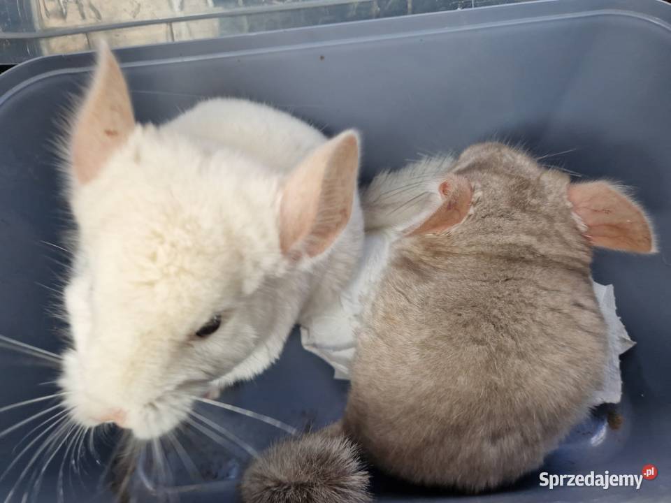 Szylki szynszyle chinchilla biała i beżowa Pinczyn