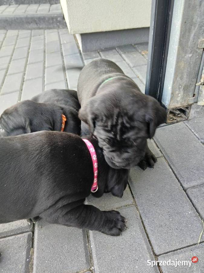 Cane Corso Italiano Zadroże