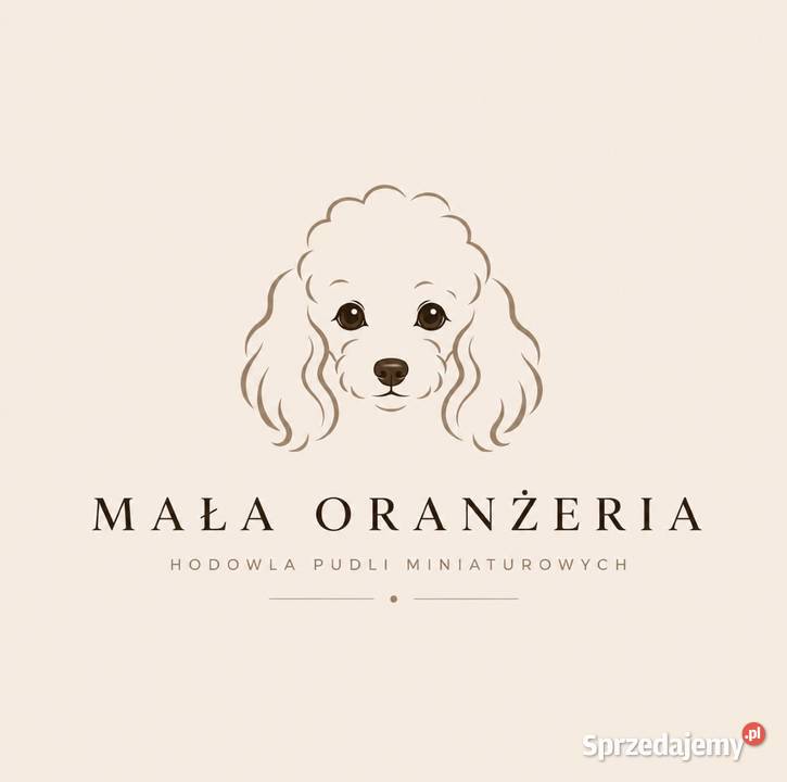 Pudel miniaturowytoy suczka Malinka Poznań Pozostałe wielkopolskie sprzedam