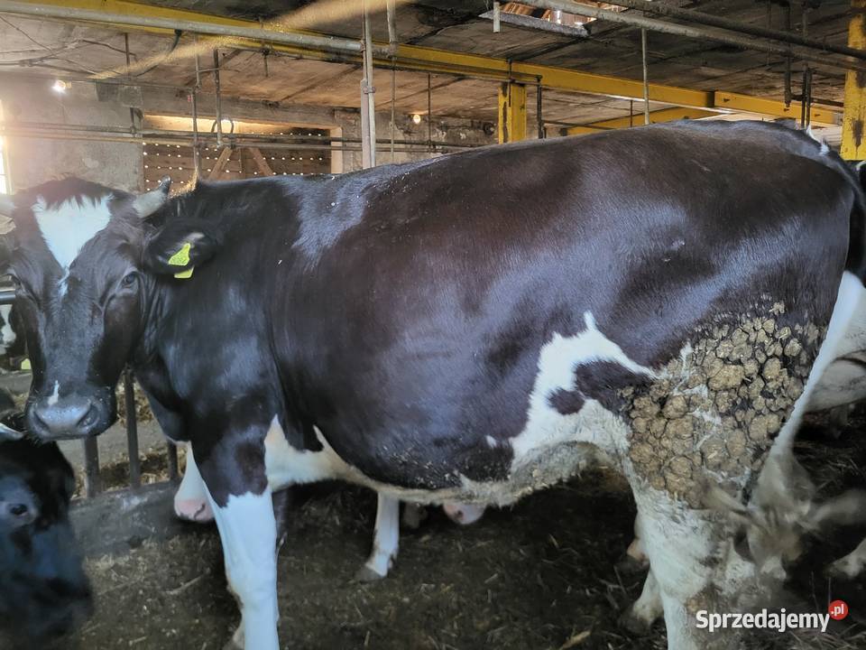 Jałówki wysokocielne