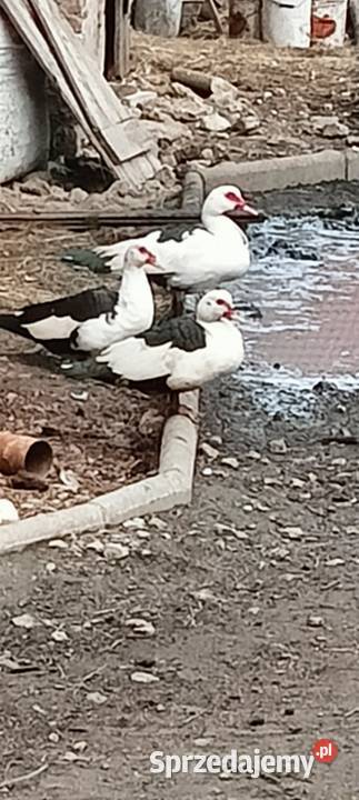 Sprzedam kaczki Francuskie Bolesławiec sprzedam