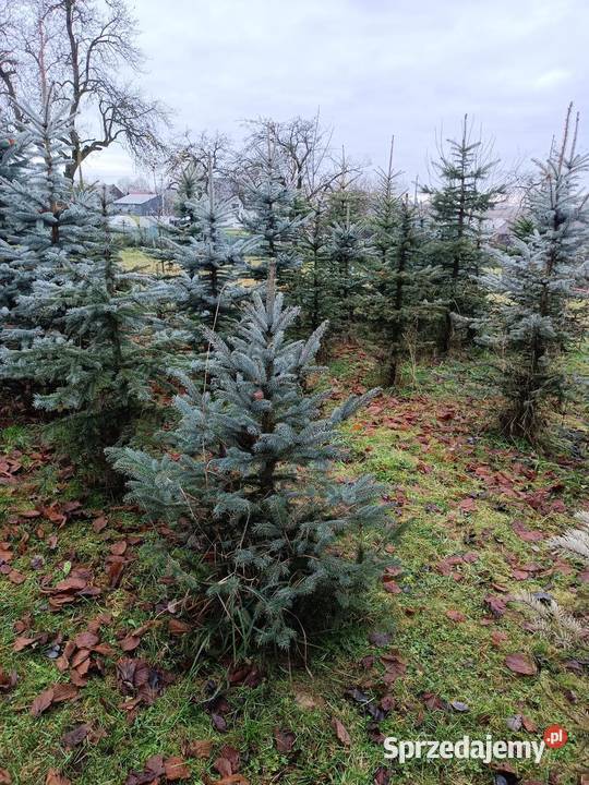Świerk srebrnyzielony choinka