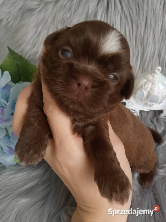 Czekoladowy piesek rasy ShihTzu Kępno