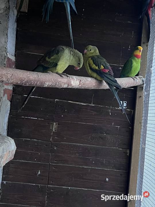 Sprzedam różne papugi Ptaki Stobno Siódme