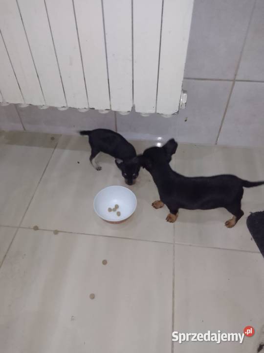 Pinczerek miniaturka suczka i piesek małopolskie Wawrzeńczyce