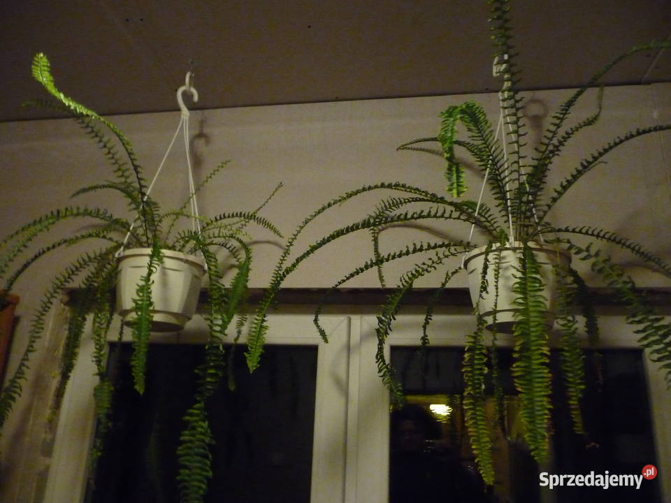 Kwiat doniczkowy paprotki różne Skoczów