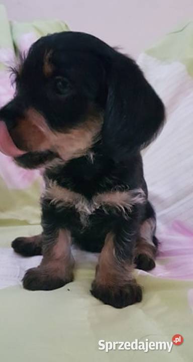 Mix YorkJamnik Warszawa