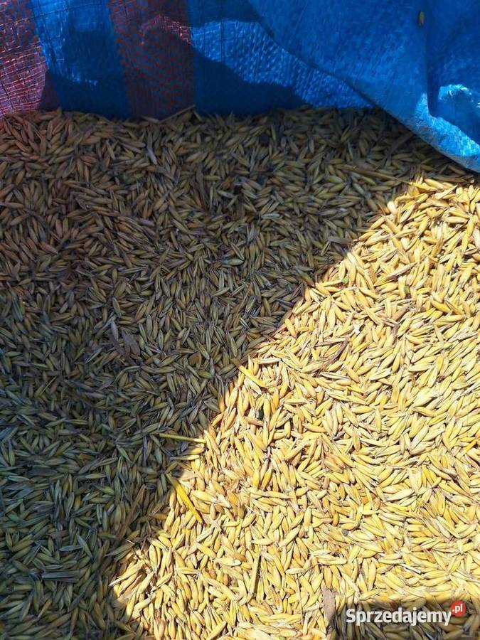 Sprzedam owies prosto z kombajnu z 2024 Zboża Kraków sprzedam