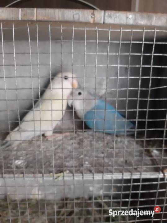 Papugi nierozłączki Ptaki sprzedam