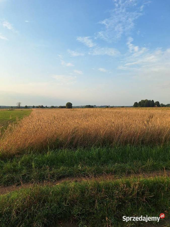 Sprzedam Pole rolne rolna Sprzedaż Baranów sprzedam