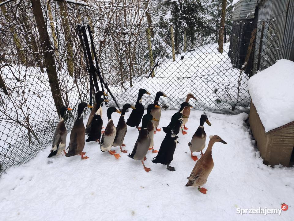 Kaczki biegus indyjski Dobczyce
