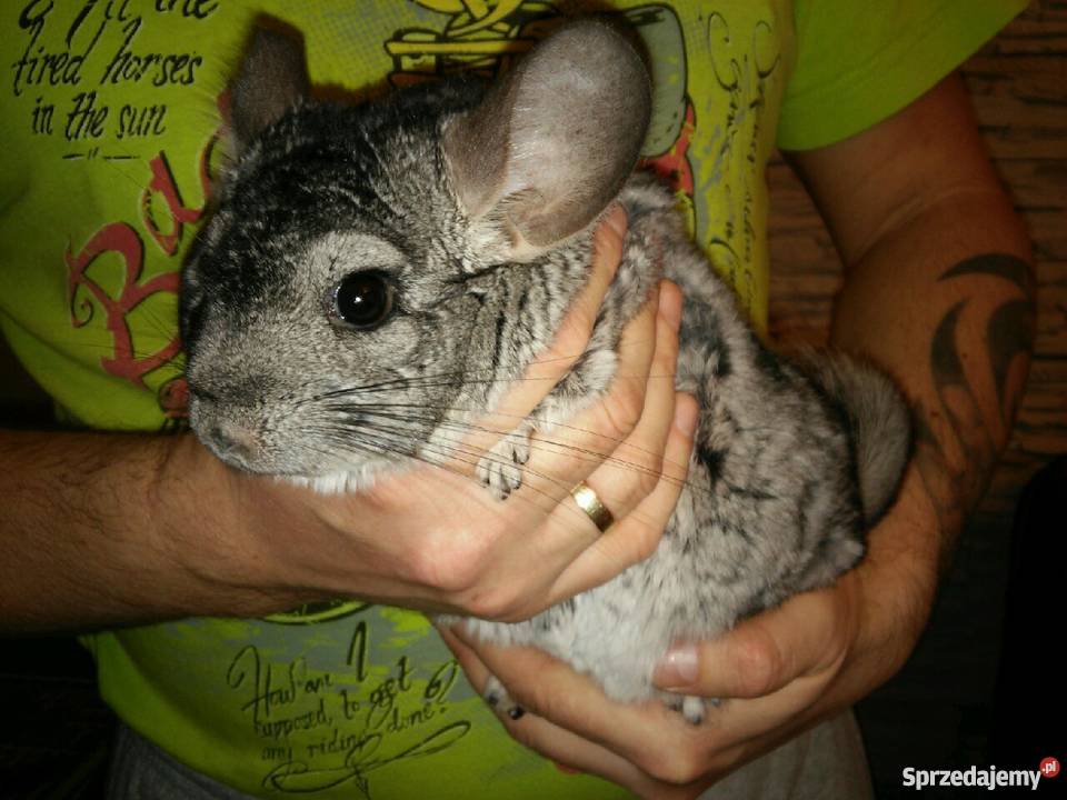 Szynszyl standard samiec Milanówek