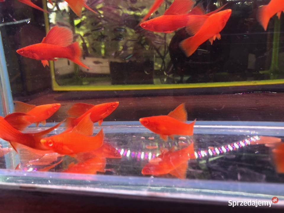 Wiedeński Delta mieczyk Red Albino Zwierzęta Justynów