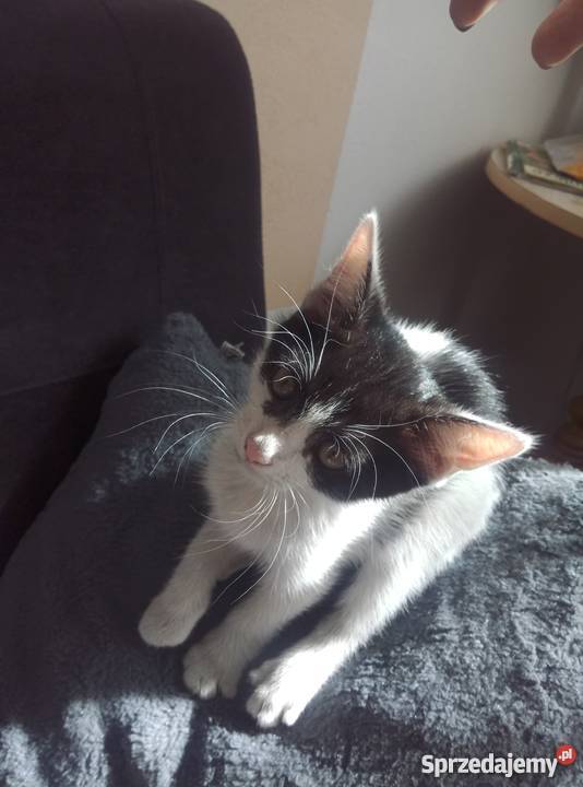 Oddam Kociaki w ręce 3 Brzeg sprzedam