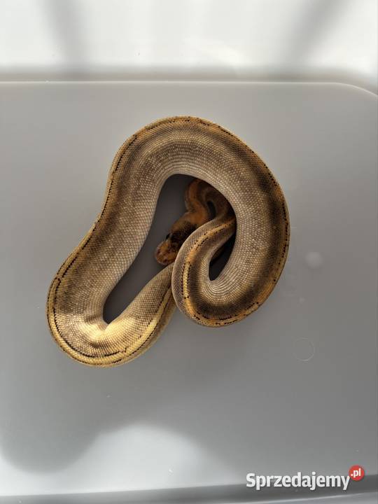 Pytony królewski samica cb25 Gady i płazy śląskie Pszczyna